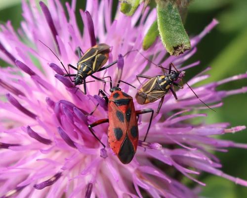 Réf. 325 786 : Calocoris nemoralis